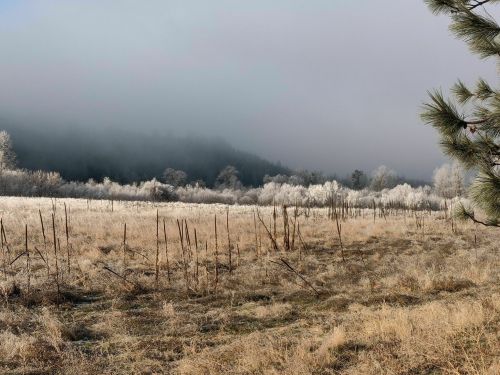 A frosty landscape with bare trees and misty hills in the background, creating a serene winter scene.