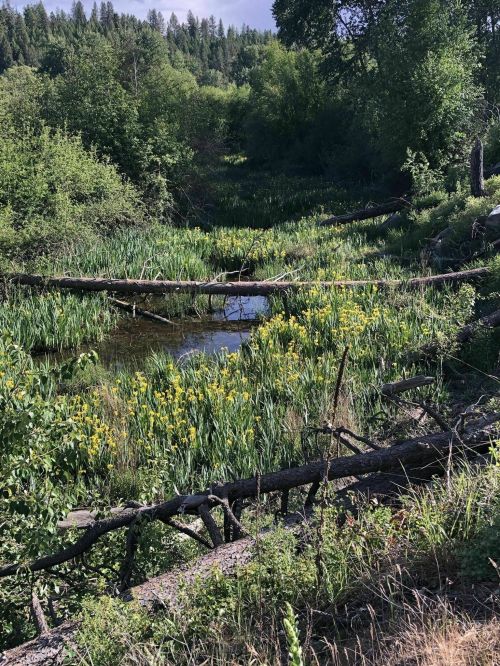 A serene landscape featuring a pond surrounded by lush greenery and yellow flowers, with fallen logs in the foreground.