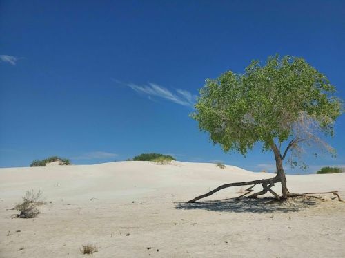 A solitary tree stands on a sandy landscape under a clear blue sky, with gentle dunes in the background.
