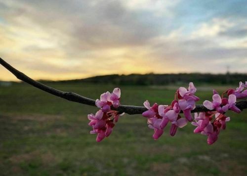 A close-up of pink flowers on a branch against a sunset sky and green landscape.