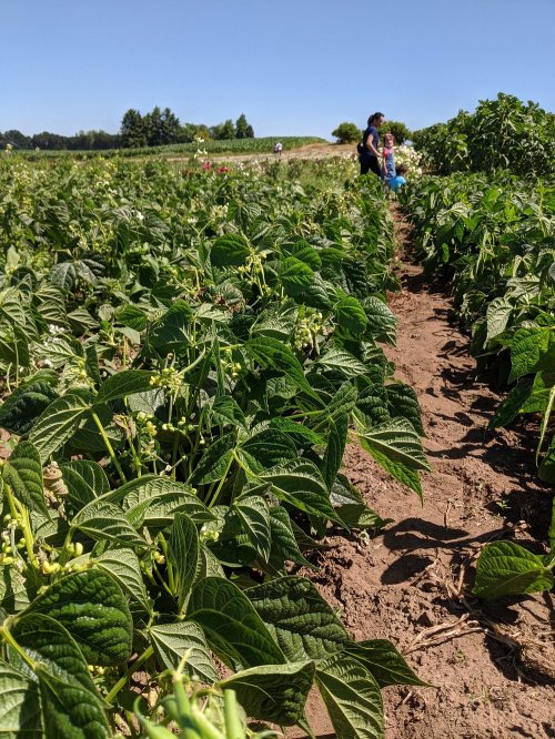 Two people stand in a lush green bean field under a clear blue sky, surrounded by rows of leafy plants.