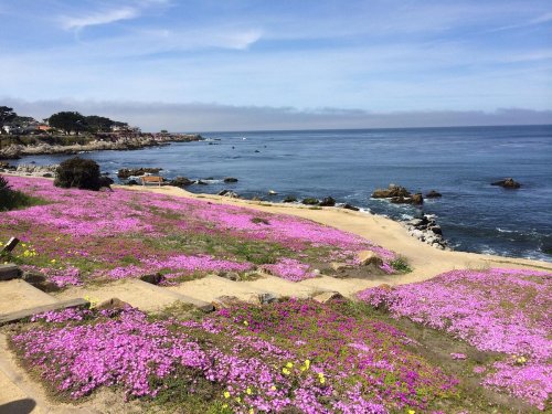 A vibrant field of pink flowers along a coastal path, with calm blue waters and a cloudy sky in the background.