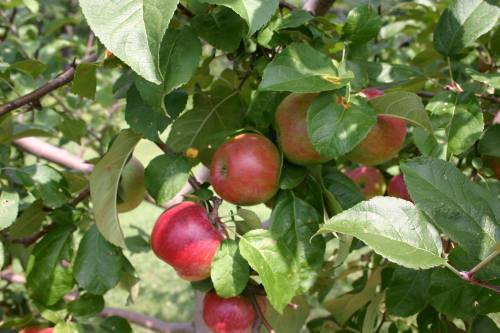 A close-up of red apples hanging from a tree branch surrounded by green leaves.