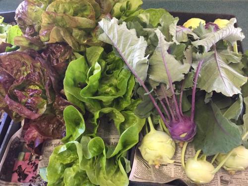 A variety of fresh greens, including red and green lettuce, and purple kohlrabi, arranged on newspaper.