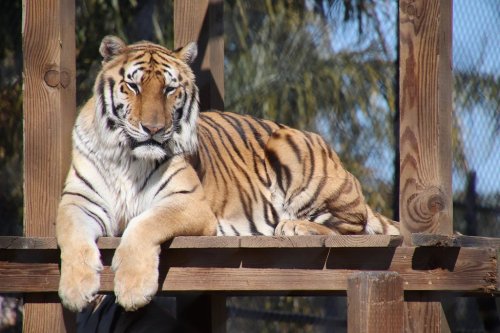 A tiger lounging on a wooden platform, with its distinctive orange and black stripes visible in the sunlight.
