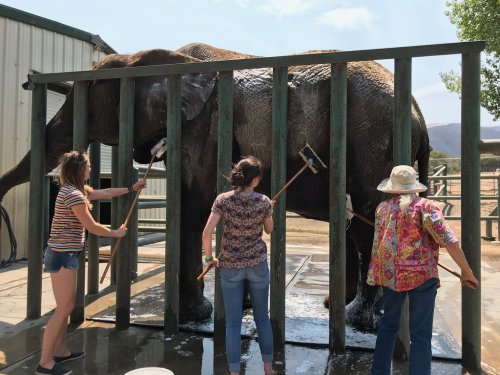 Three people wash an elephant with brushes while it stands behind a wooden frame in a sunny outdoor setting.