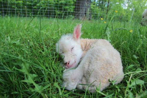 A fluffy white lamb peacefully sleeping on green grass, surrounded by a serene natural setting.