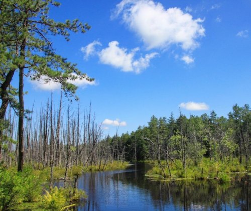 A serene landscape featuring a calm pond surrounded by lush greenery and tall trees under a bright blue sky with clouds.