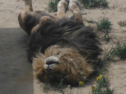 A lion lies on its back in a sandy area, surrounded by grass and flowers, appearing relaxed and playful.