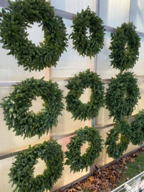 A display of green wreaths hanging on a wall, arranged in a grid pattern.