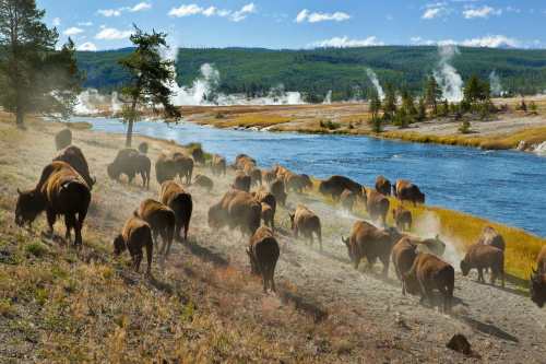 A herd of bison grazes near a river, with steam rising from geothermal features in the background.