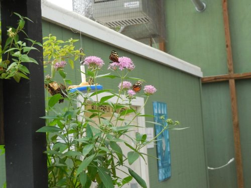 Butterflies perched on pink flowers in a green garden setting, with a building in the background.