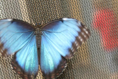 A close-up of a vibrant blue butterfly resting on a textured surface.