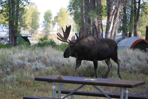 A moose walks through a campsite with tents and trees in the background.