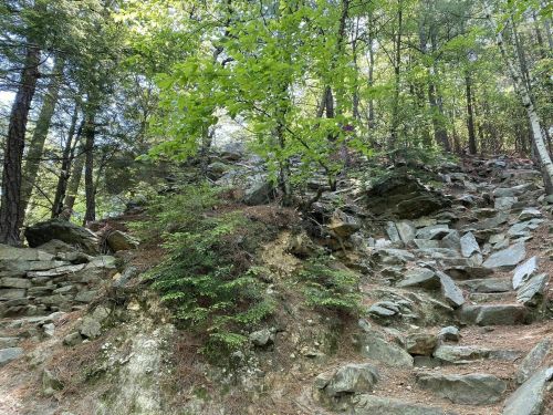 A rocky hillside surrounded by trees, with a path winding through the stones and greenery.