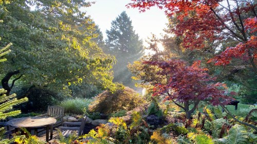 A serene garden scene with vibrant trees, sunlight filtering through, and a wooden table surrounded by lush greenery.