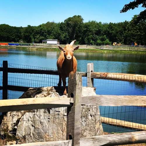 A goat stands on a rock by a pond, surrounded by a wooden fence and lush greenery in the background.