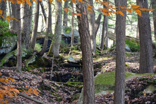 A serene forest scene with tall trees, moss-covered rocks, and autumn leaves scattered on the ground.