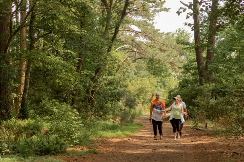 A group of people walking along a wooded trail, surrounded by lush greenery and tall trees.