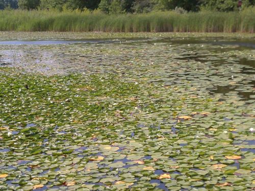 A serene pond covered with lily pads, surrounded by tall grasses and trees in the background.