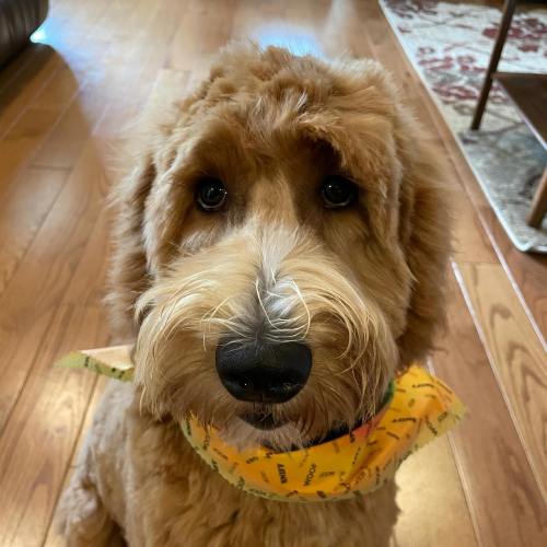 A fluffy golden dog wearing a yellow bandana sits on a wooden floor, looking directly at the camera.