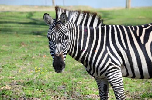 A close-up of a zebra standing on green grass, showcasing its distinctive black and white stripes.