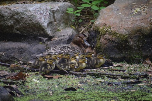 A mother duck sits on a rock by the water, surrounded by her ducklings in a lush, green environment.