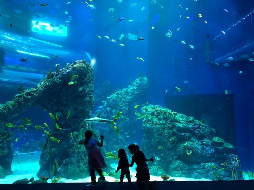 Three children watch colorful fish swimming in a large aquarium filled with rocks and underwater plants.