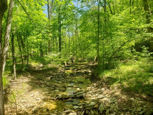 A serene forest scene with lush green trees and a rocky stream bed under bright sunlight.