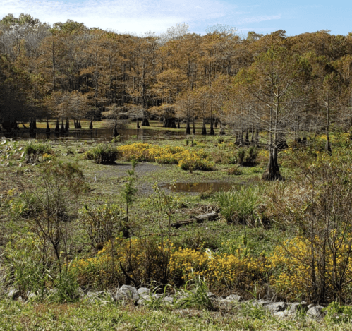 A serene wetland scene with vibrant yellow flowers, lush greenery, and trees in autumn colors under a clear blue sky.