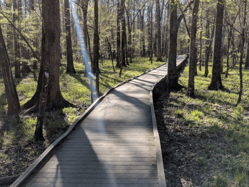 A wooden boardwalk winding through a lush, green forest with sunlight filtering through the trees.