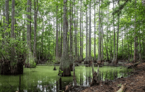 Lush green swamp with tall trees and still water, surrounded by dense foliage and cypress knees.