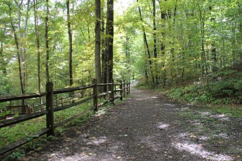 A serene forest path lined with trees and a wooden fence, illuminated by soft sunlight filtering through the leaves.