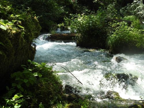 A serene stream flows over rocks, surrounded by lush greenery and sunlight filtering through the trees.