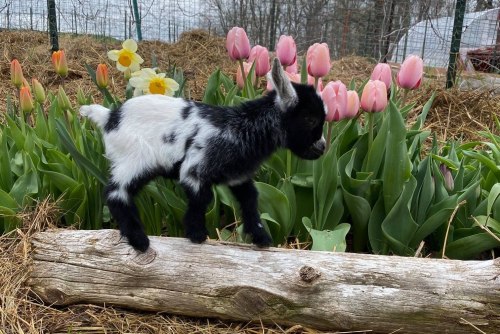 A small black and white goat stands on a log in front of colorful tulips and daffodils in a garden.