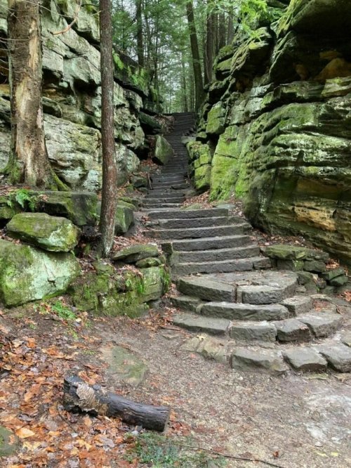 Stone steps lead up through a lush, green forest with moss-covered rocks and trees lining the path.