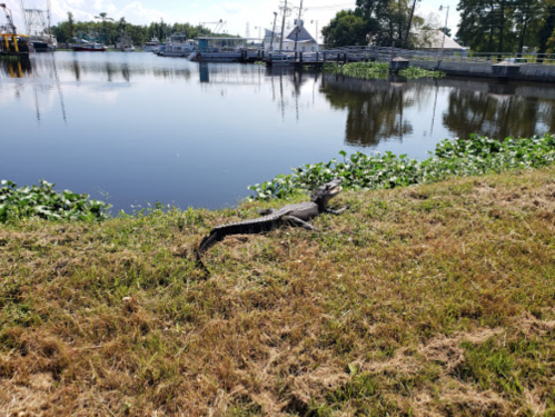 A crocodile sunbathing on the grassy bank by a calm river, with boats and trees in the background.