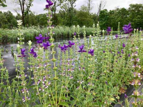 Purple and white flowers bloom along a wet, green landscape, with trees and foliage in the background.