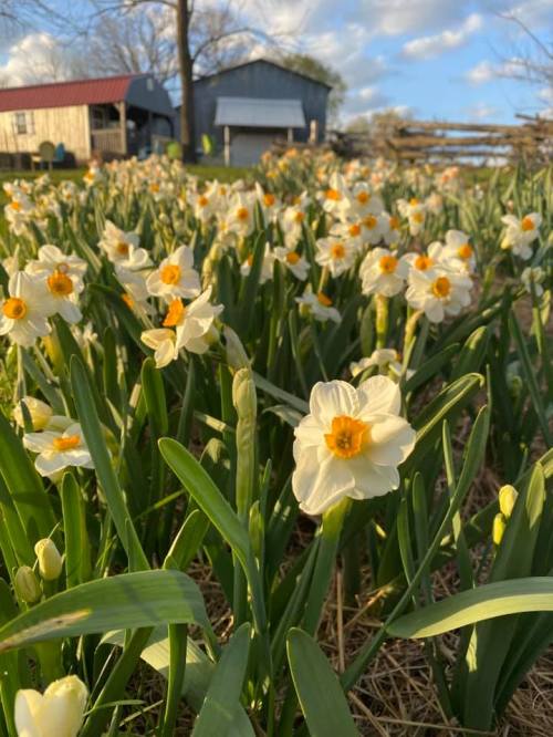 A field of white daffodils with orange centers, set against a backdrop of a barn and blue sky with clouds.