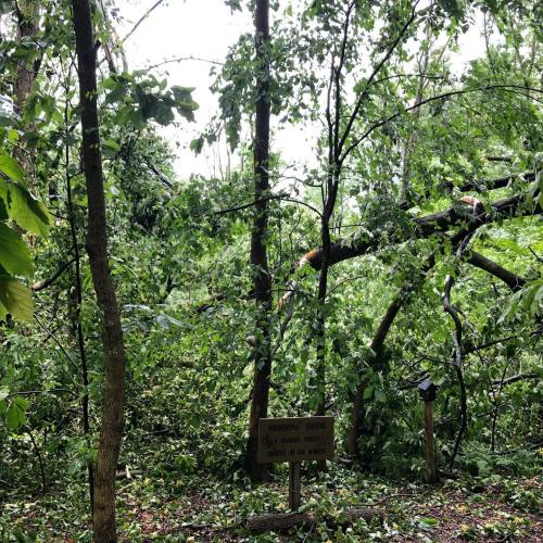 A wooded area with fallen trees and a sign reading "Members Grove" partially obscured by branches and foliage.