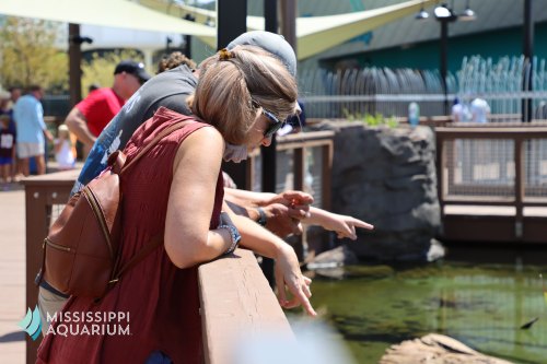 Visitors at the Mississippi Aquarium lean over a railing, pointing at aquatic life in a nearby tank.