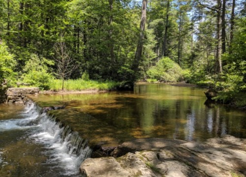 A serene forest scene featuring a small waterfall flowing into a calm, reflective stream surrounded by lush greenery.