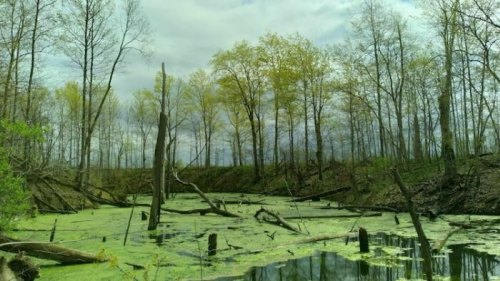 A serene wetland scene with green algae-covered water, bare trees, and new leaves emerging in the background.