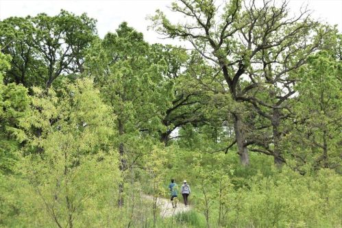 Two hikers walk along a path through lush green trees and foliage in a serene forest setting.