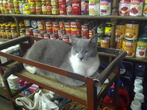 A gray and white cat sleeps on a wooden cart in a pantry filled with jars and bottles of food.