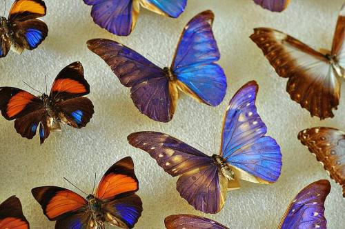 A collection of colorful butterflies displayed on a light background, showcasing vibrant blue, orange, and brown wings.