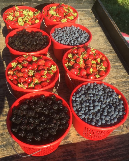 Nine red baskets filled with fresh strawberries, blueberries, and blackberries arranged on a wooden surface.