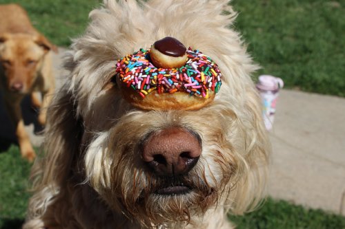 A fluffy dog with a donut topped with sprinkles balanced on its head, set against a grassy background.