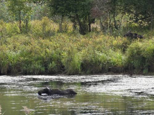 A moose wades in a river, surrounded by lush greenery, with a wolf visible on the riverbank in the background.