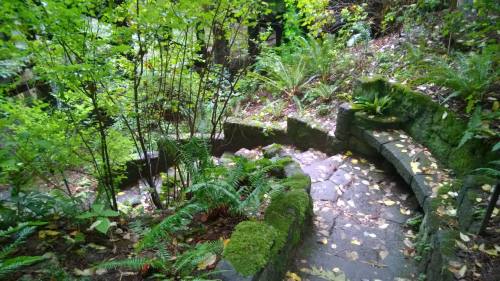 A winding stone path surrounded by lush greenery and ferns, with fallen leaves scattered along the way.
